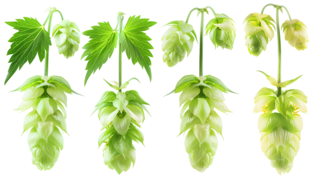 close up Hop for making beer, different perspectives isolated on transparent background