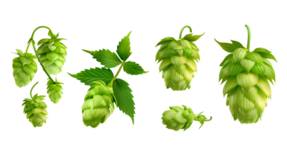 close up Hop for making beer, different perspectives isolated on transparent background