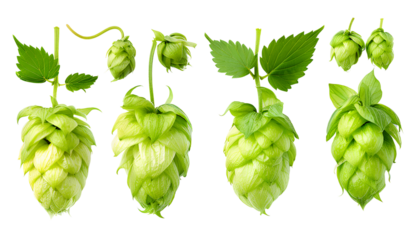 close up Hop for making beer, different perspectives isolated on transparent background