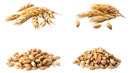 close up barley Malt for making beer, four different perspectives isolated on transparent background