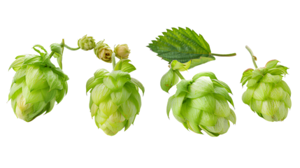 close up Hop for making beer, different perspectives isolated on transparent background