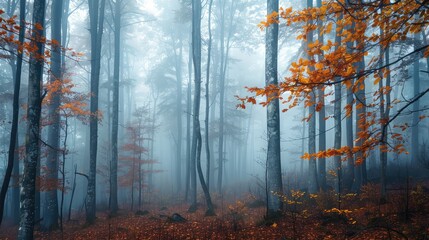 Obraz premium Misty Autumn Forest with Vibrant Orange Foliage