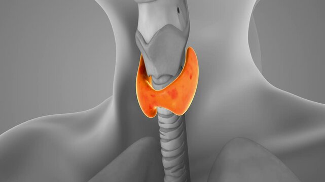 Medical animation of thyroid gland