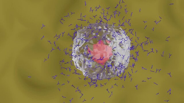 抗体を産生する形質細胞のイメージ