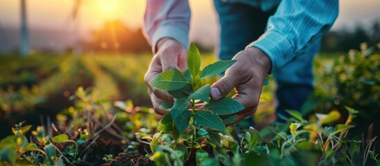 Naklejka premium Hands Planting Seedlings in a Garden at Sunset, Close-Up of Farmer's Hands Nurturing Young Plants in Soil