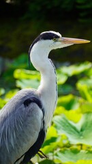 great blue heron in Kyoto