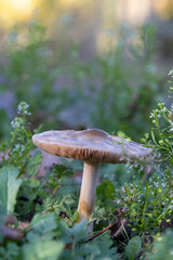 A small mushroom emerges from the grass in a field, adding to the natural landscape. The terrestrial plant thrives with water and sunlight, blending in with the wood and fawn surroundings