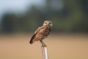 Burrowing Owl on a Fence Post