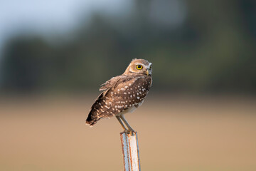 Burrowing Owl on a Fence Post