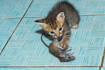 Cats eat fish and mice,Food for their favorite food,blur,Soft focus,selected focus,shallow depth of field.