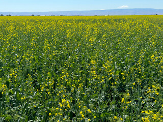 Fototapeta premium Field of colza rapeseed yellow flowers and blue sky oilseed canola colza