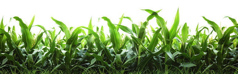 Fototapeta premium Corn plantation isolated on transparent background