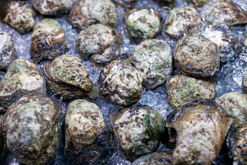 fresh Surat Thani oyster on ice
