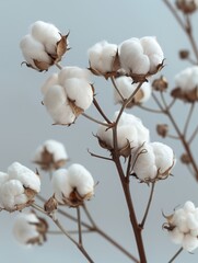 Cotton Branch with Soft White Fluff