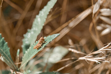 Grasshopper on leaf