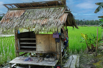 View of a small hut with rice fields behind it with a backgroud of a clear sky