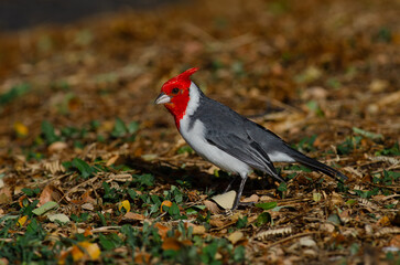 Red-crested Cardinal