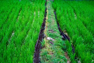 稲が植わって育ち始めている田んぼの畦道