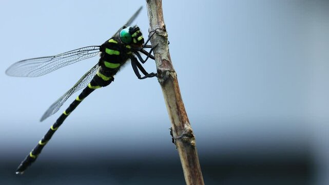 Anotogaster Sieboldii