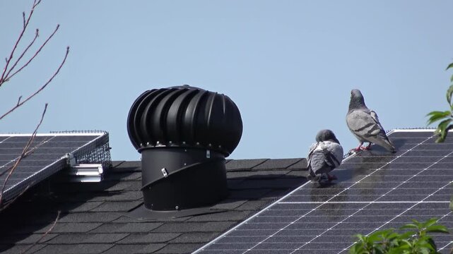 A Galvanized Steel Internally Braced Roof Turbine Vent sits atop a residential rooftop, flanked by two pigeons perched on solar panels. 