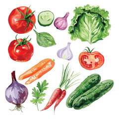 Watercolor Illustration of Fresh Vegetables. Tomatoes, Carrots, Cucumbers, Garlic, Onion, Cabbage & Basil