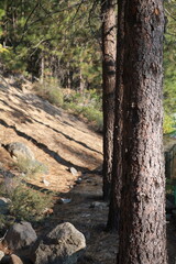Pine trees and forest trail, Tahoe National Forest