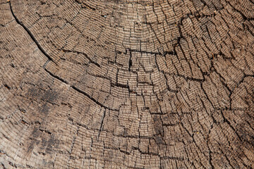 Fototapeta premium Tree background texture, cut tree, Tahoe, California