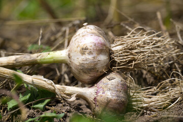 Fresh organic garlic bulbs harvested from a vegetable garden