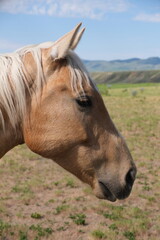 Fototapeta premium horse profile side face. Livestock animal head close up