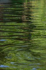 water reflexions and waves