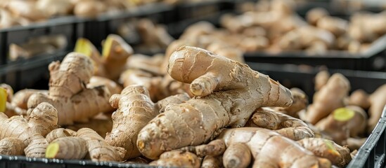 Fresh Ginger Root Closeup