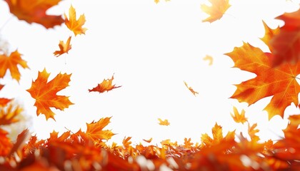 Falling Autumn Maple Leaves on White Background, Golden Autumn Colors, Beautiful Seasonal Change