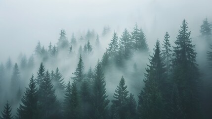Fototapeta premium A forest with trees in the background and a misty sky. 