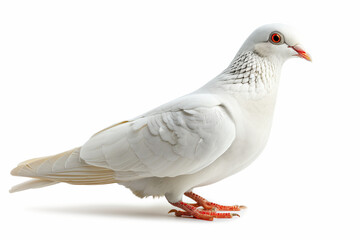 Fototapeta premium Pigeon isolated on white background.