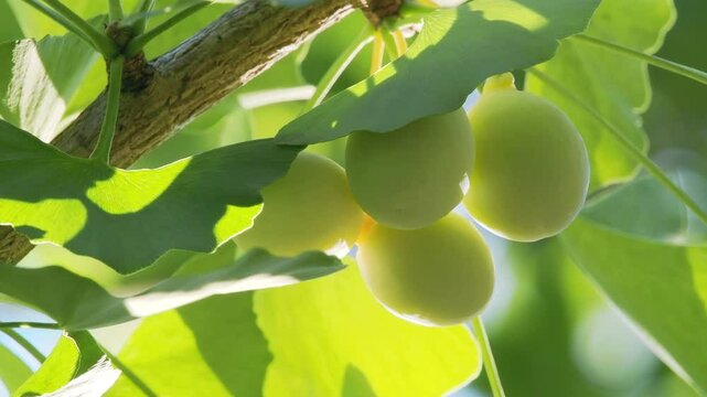 Tokyo, Japan - July 23, 2024: Young ginkgo nuts in the morning sun
