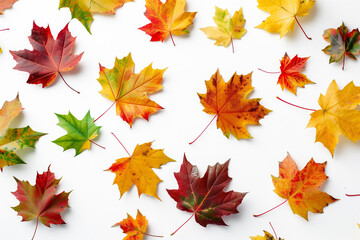 Fototapeta premium fall set of leaves