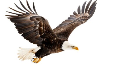 Majestic bald eagle soar gracefully against a clear white backdrop in this stunning image.