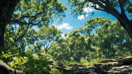 Fototapeta premium Trees in forest from below green tops of trees