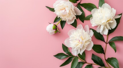 Fototapeta premium White Peonies on a Pink Background