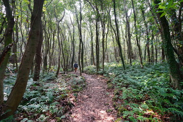refreshing spring forest in the gleaming sunlight