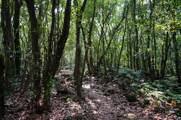 refreshing spring forest in the gleaming sunlight