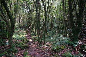mossy trees and rocks in old forest