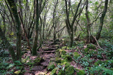 mossy trees and rocks in old forest
