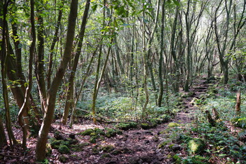 mossy trees and rocks in old forest