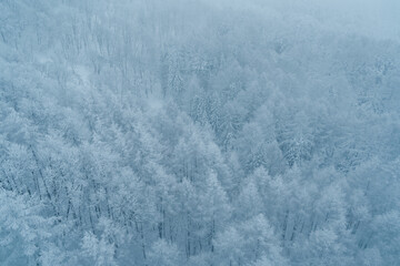 View of Snow monster in Winter day at Mount Zao ski resort, Yamagata prefecture, Japan. powder snow covered in frosty weather. Travel, Adventure and Vacation background