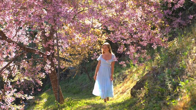 Young woman in white dress walks through sunlit grove of blooming cherry blossoms, enjoying nature and tranquility. Nature and Serenity.