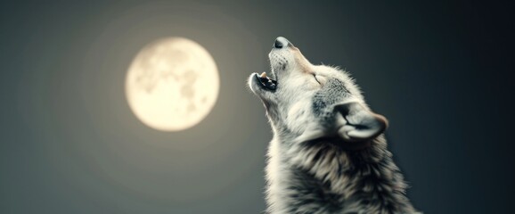Obraz premium Scary werewolf howling at the moon, copy space, beautiful lighting