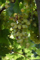 Close up of grapes hanging on Vine, Hanging grapes. Grape farming. Grapes farm. Tasty green grape bunches hanging on branch. Grapes With Selective Focus on the subject, Chakwal, Punjab, Pakistan