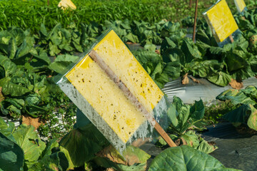 Farmer use yellow sticky card insect trap plant pests in vegetable garden. Organic farming...