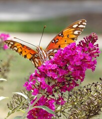 butterfly on flower